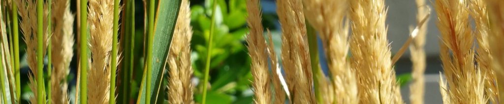 rice stalk